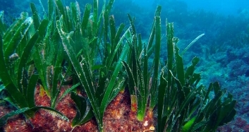 posidonia oceanica